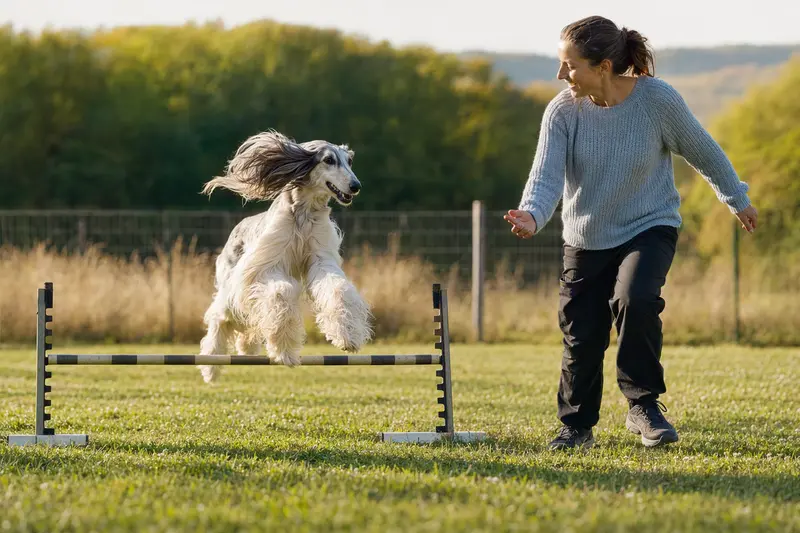 Ein Afghanischer Windhund trainiert mit seinem Besitzer an einer kleinen Trainingshürde auf einem Hundeplatz unter sonnigem Himmel.