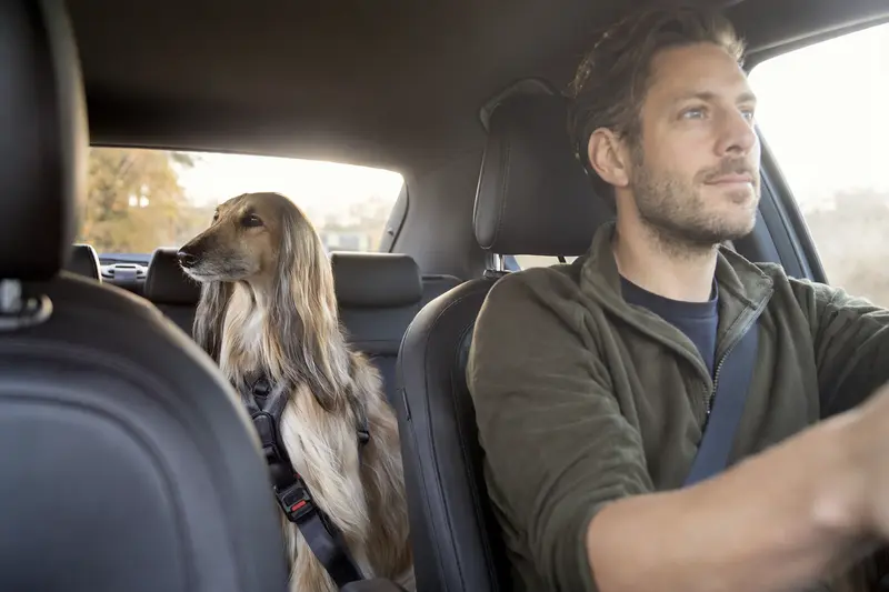 Ein Afghanischer Windhund sitzt sicher angeschnallt hinten im Auto, während die Besitzerin entspannt fährt.
