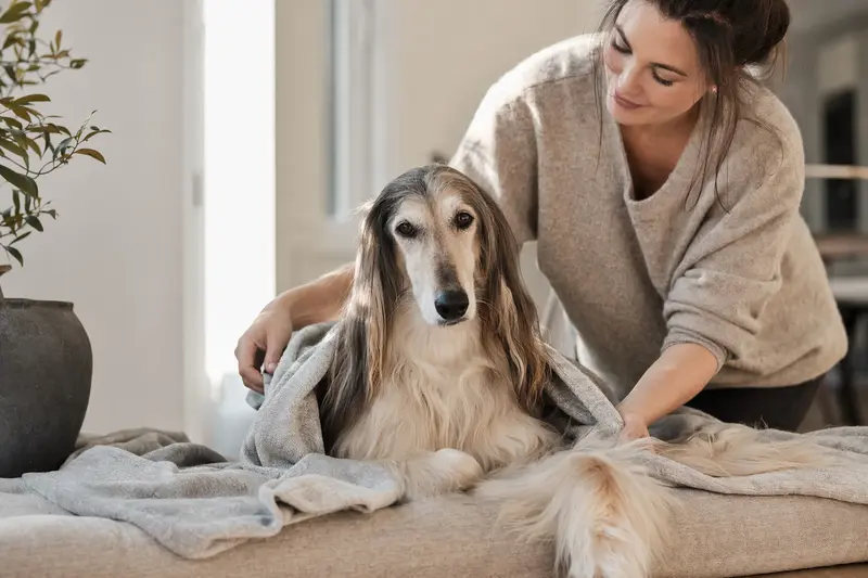 Ein Afghanischer Windhund liegt entspannt in einem hellen Zuhause, während sein Besitzer ihm liebevoll eine Decke überlegt und dabei Geborgenheit ausstrahlt.