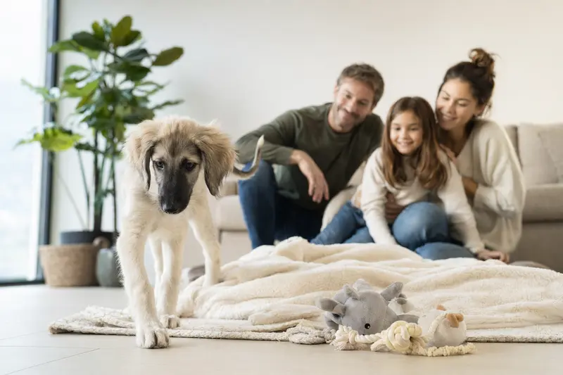 Ein junger Afghanischer Windhund Welpe erkundet neugierig sein neues Zuhause mit einer weichen Decke und Spielzeugen im Hintergrund.