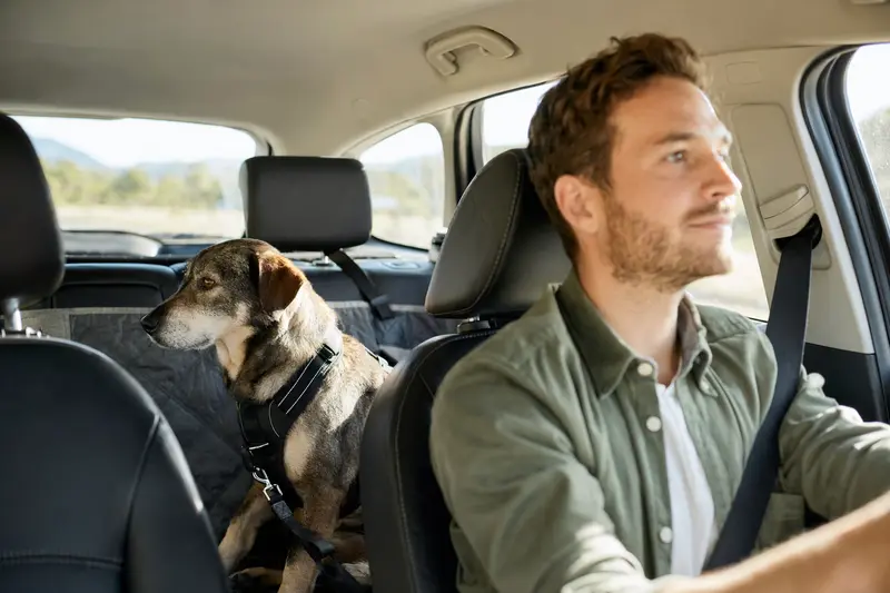 Ein Agassihund sitzt sicher angeschnallt auf der Rückbank eines Autos, während der Besitzer ruhig fährt.