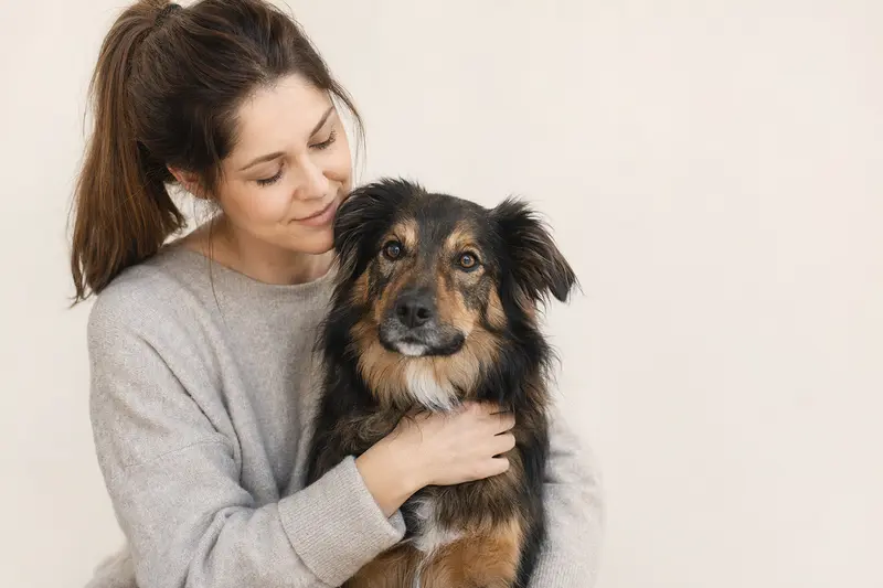 Ein aufmerksam blickender Aidi Hund steht vor einem neutralen Hintergrund, sein Fell zeigt die typischen Merkmale der Rasse.