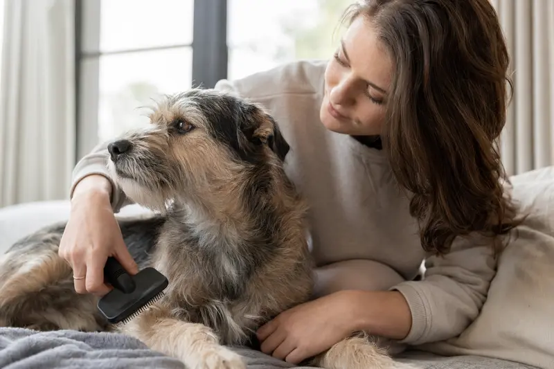 Ein Aidi Hund wird liebevoll zuhause gekämmt, während der Besitzer sich um die Fellpflege kümmert.