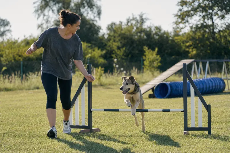 Ein Aidi Hund trainiert mit seinem Besitzer auf einem sonnigen Hundeplatz über kleine Hürden.