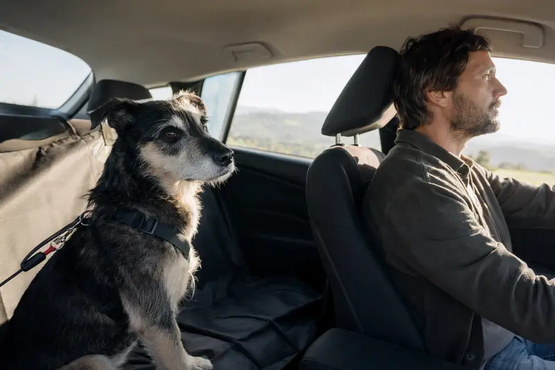 Ein sicher angeschnallter Hund sitzt auf der Rückbank eines Autos, während der Besitzer aufmerksam fährt und Sonnenlicht ins Innere fällt.