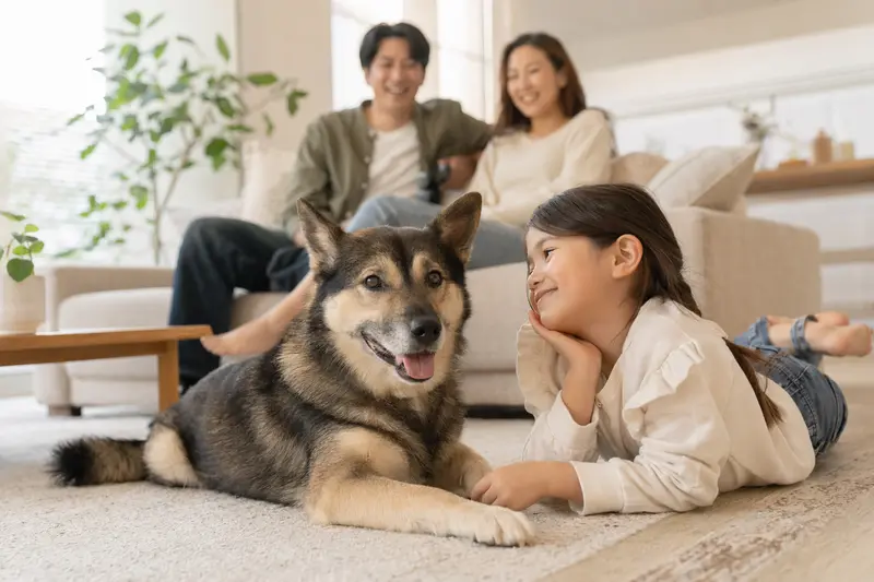 Ein entspannter Ainu-Hund liegt neben einem Kind in einem hellen Wohnzimmer, während die Eltern im Hintergrund sitzen.