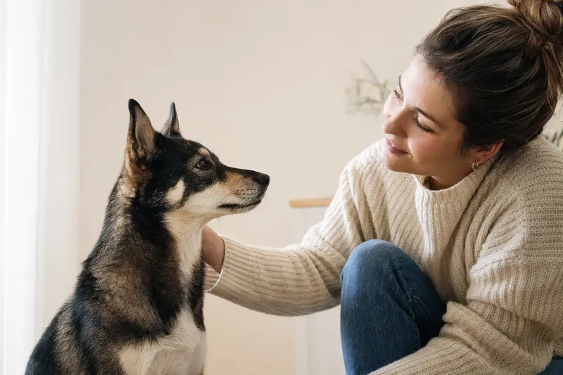 Ein Ainu-Hund steht aufmerksam vor einem hellen Hintergrund und zeigt seine charakteristische Fellstruktur.