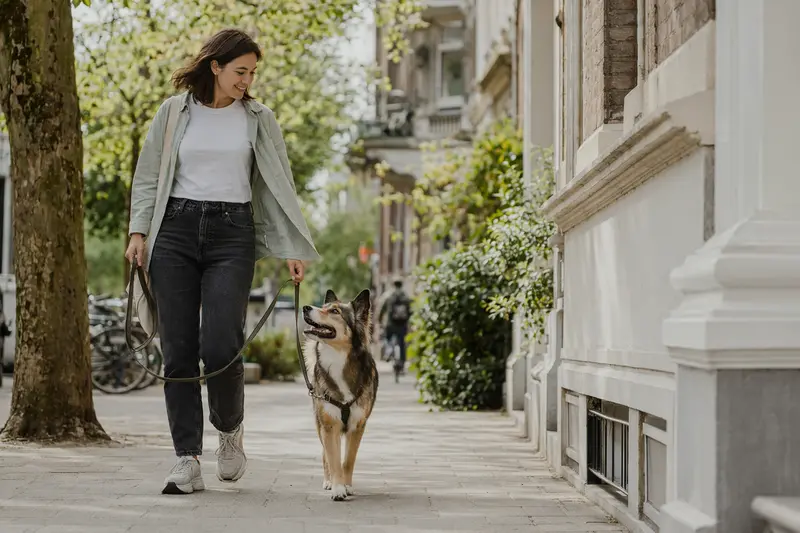 Ein Ainu-Hund läuft entspannt an der Leine mit seinem Besitzer durch eine moderne Stadtstraße.