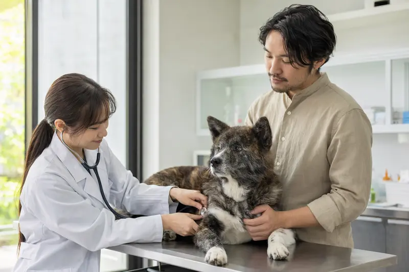 Ein Ainu-Hund wird behutsam von einer Tierärztin in einer modernen Praxis untersucht.