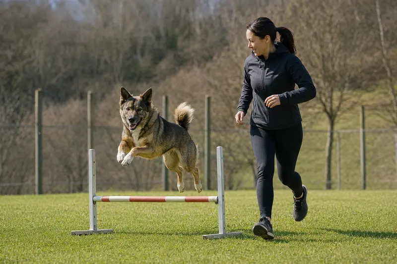 Ein aktiver Ainu-Hund trainiert mit seinem Besitzer auf einem Hundeplatz und zeigt Freude beim Überwinden einer Trainingshürde.