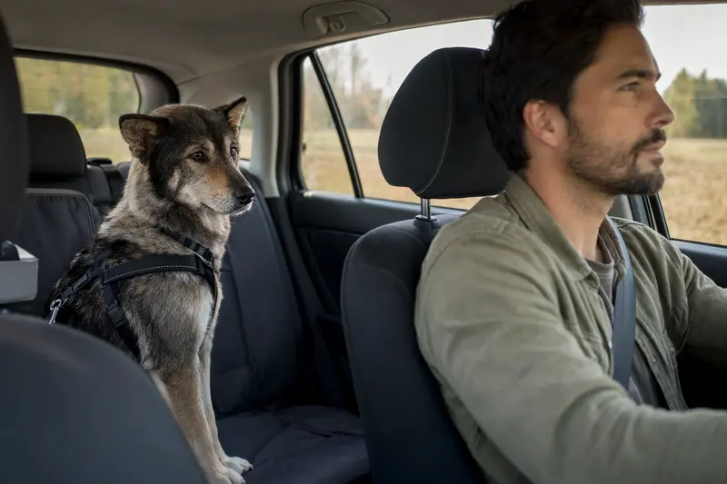 Ein Ainu-Hund sitzt sicher angeschnallt auf der Rückbank eines Autos, während der Besitzer konzentriert fährt.