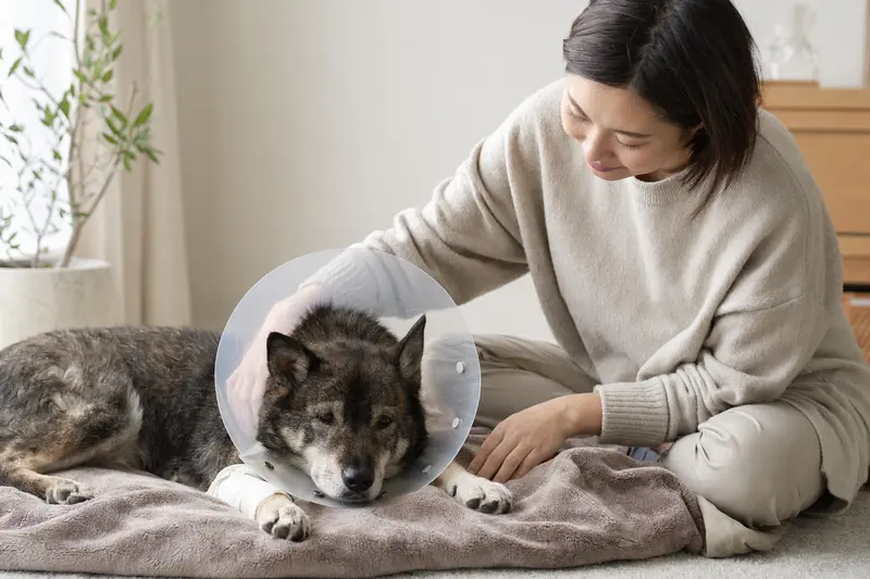 Ein Ainu-Hund entspannt sich mit einem medizinischen Schutzkragen auf einer Decke, während sein Besitzer beruhigend neben ihm sitzt.