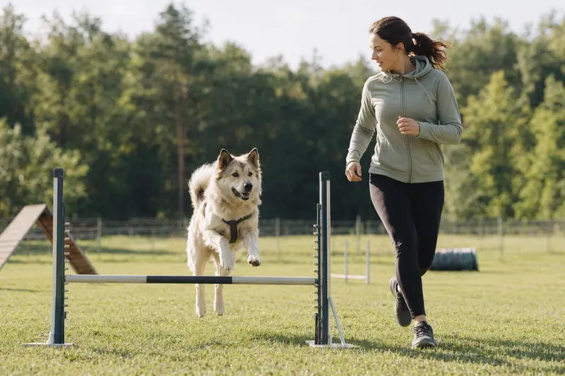 Ein aktiver Ainu Inu Hund trainiert mit seinem Besitzer auf einem Hundeplatz über eine kleine Hürde mit Freude und Bewegung.