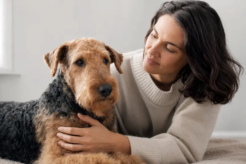 Ein aufmerksamer Airedale Terrier vor neutralem Hintergrund in natürlicher Haltung.