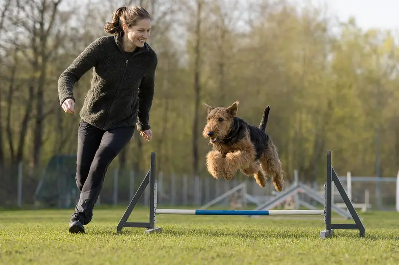Ein aktiver Airedale Terrier springt über eine Trainingshürde und freut sich dabei mit seinem Besitzer auf einem Hundeplatz.