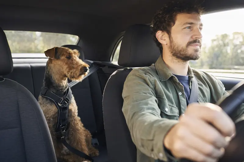 Ein Airedale Terrier sitzt sicher angeschnallt auf der Rückbank eines Autos, während das Sonnenlicht durch das Fenster fällt.