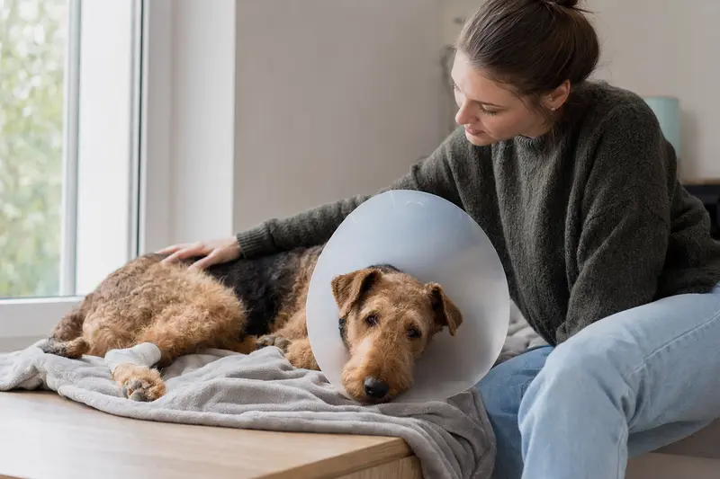 Ein entspannter Airedale Terrier mit medizinischem Schutzkragen ruht auf einer Decke, während sein Besitzer beruhigend daneben sitzt.