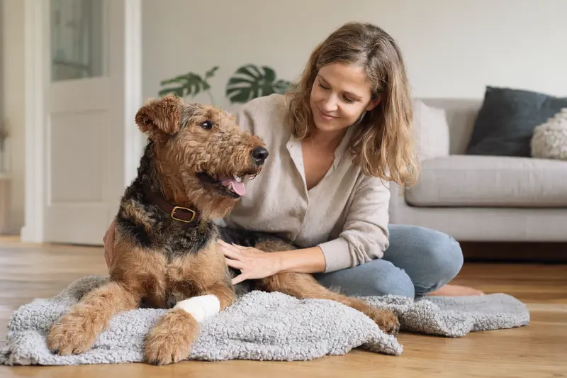 Ein Airedale Terrier mit Verband an der Pfote liegt auf einer Decke, während sein Besitzer beruhigend neben ihm sitzt.