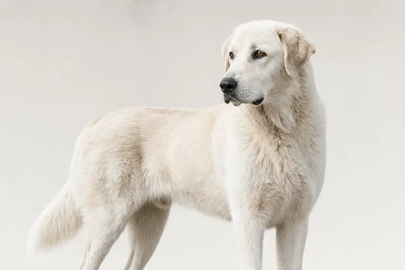 Ein aufmerksamer Akbas Hund steht vor hellem Hintergrund und zeigt die typische Körperform der Rasse.