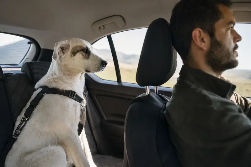 Ein Akbas Hund sitzt sicher angeschnallt auf der Rückbank eines Autos, während der Besitzer entspannt fährt.