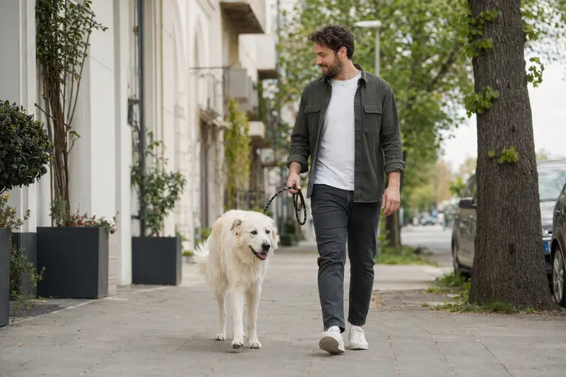 Ein Akbash Hund, freundlich an der Leine, spaziert mit seinem Besitzer durch eine moderne Stadtstraße.
