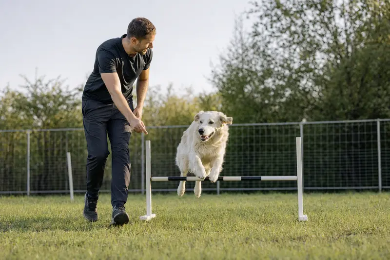 Ein glücklicher Akbash Hund trainiert mit seinem Besitzer auf einem sonnigen Hundeplatz über eine kleine Trainingshürde.
