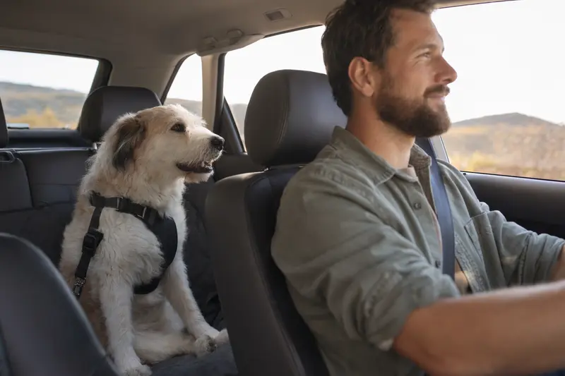 Ein sicher angeschnallter Akbash Hund auf der Rückbank eines Autos, während sein Besitzer fährt und Sonnenlicht durch das Fenster fällt.