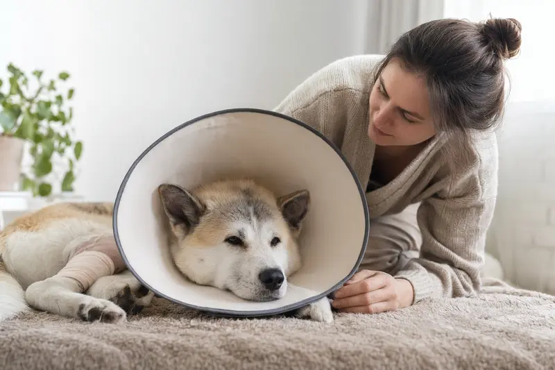 Ein Akita Inu Hund mit medizinischem Schutzkragen ruht auf einer weichen Decke, während sein Besitzer beruhigend daneben sitzt.