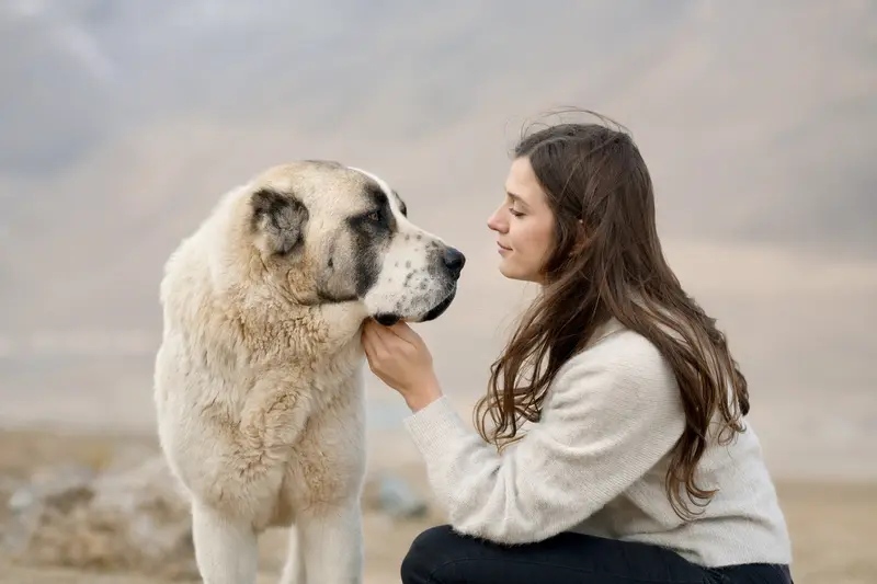 Ein Alabai Hund steht aufmerksam vor einem neutralen Hintergrund und zeigt seine typische Körperform und Fellstruktur.