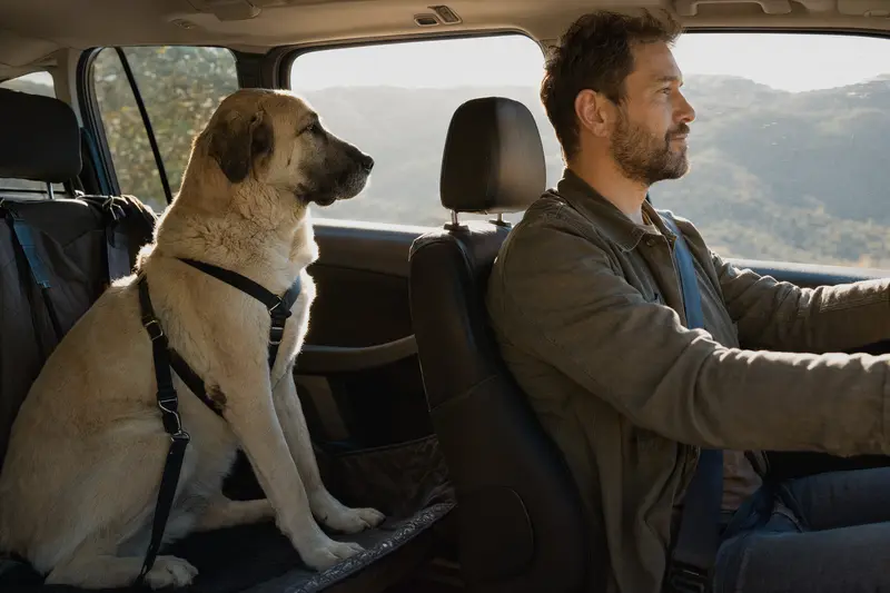 Ein Alabai Hund sitzt angeschnallt auf der Rückbank eines Autos, während der Besitzer ruhig fährt.