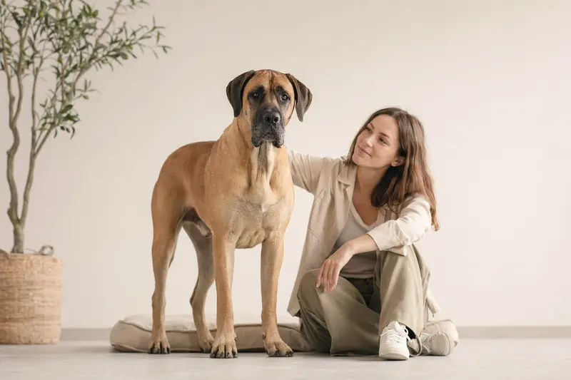 Ein Alangu Mastiff steht aufmerksam vor einem neutralen Hintergrund und zeigt seine typische Körperform und Fellstruktur.