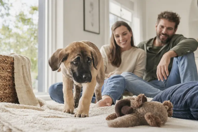 Ein neugieriger Alangu Mastiff Welpe entdeckt sein neues Zuhause mit einer weichen Decke und Spielzeug, während eine liebevolle Familie im Hintergrund zu sehen ist.