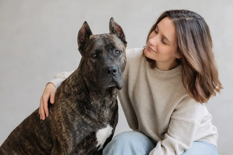 Ein Alano Español Hund steht aufmerksam vor einem hellen Hintergrund und zeigt seine typische Körperform und Fellstruktur.