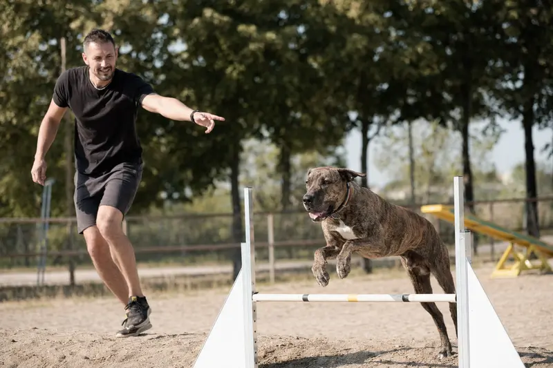 Ein aktiver Alano Español Hund trainiert mit seinem Besitzer auf einem Hundeplatz und springt über eine kleine Hürde.