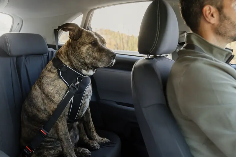 Ein Alano Español Hund sitzt sicher angeschnallt auf der Rückbank eines Autos und zeigt das Gefühl von Verantwortung.