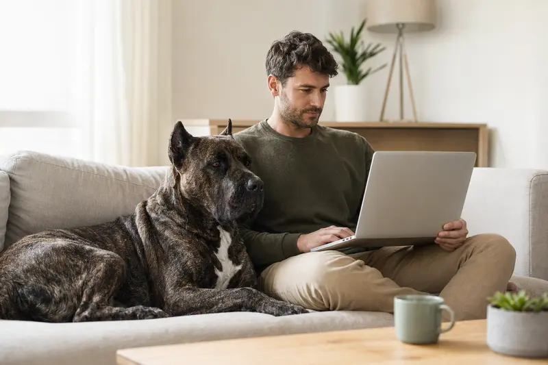 Ein Hundebesitzer mit Laptop auf dem Sofa, neben einem Alano Español, wirkt entspannt und informiert sich über Versicherungen.