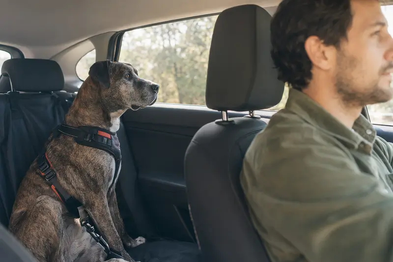 Ein Alano Hund sicher angeschnallt auf der Rückbank eines Autos, während sein Besitzer fährt.