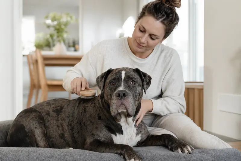 Ein Alapaha Blue Blood Bulldog wird liebevoll von seinem Besitzer zuhause gebürstet.