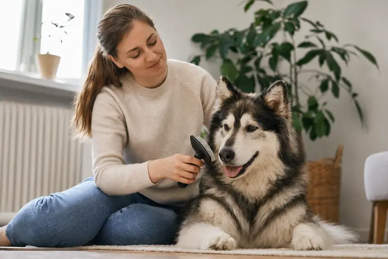 Ein Alaska Husky wird liebevoll zu Hause gebürstet, was die Pflege und Gesundheit des Hundes betont.