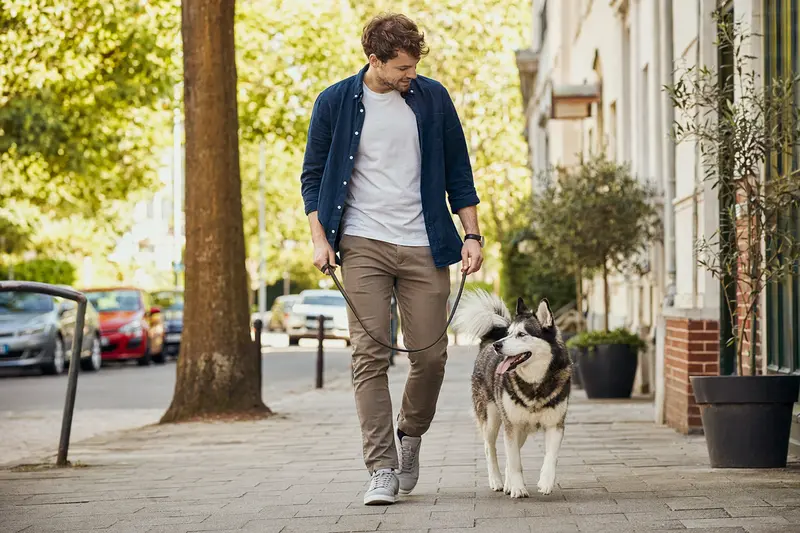 Ein Alaska Husky läuft an der Leine mit seinem Besitzer durch eine moderne Stadtstraße und genießt den entspannten Alltag.