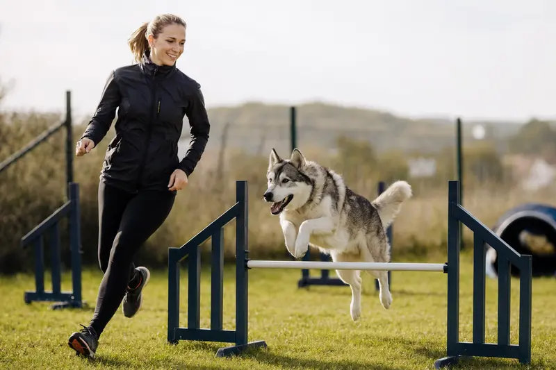 Ein fröhlicher Alaska Husky trainiert mit seinem Besitzer auf einem Hundeplatz und springt über eine Trainingshürde.