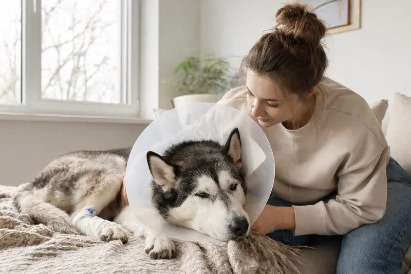 Ein entspannter Alaska Husky Hund mit medizinischem Schutzkragen ruht auf einer weichen Decke, während sein Besitzer beruhigend daneben sitzt.