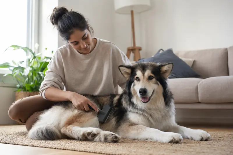 Ein Alaskan Indian Dog wird liebevoll von seinem Besitzer in einer hellen Wohnung gebürstet, was für eine ruhige und verantwortungsvolle Fellpflege steht.