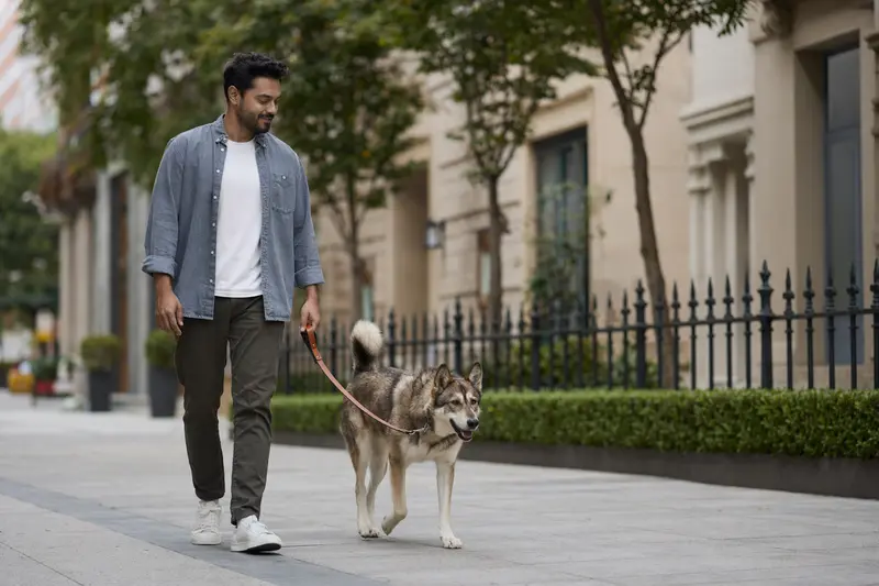 Ein Alaskan Indian Dog läuft fröhlich an der Leine mit seinem Besitzer durch eine saubere, moderne Stadtstraße.