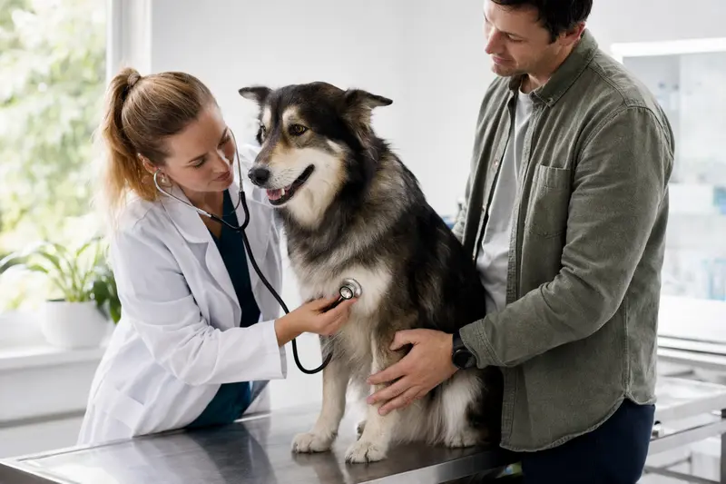 Ein Alaskan Indian Dog wird in einer modernen Tierarztpraxis von einer freundlichen Tierärztin untersucht, während sein Besitzer beruhigend danebensteht.