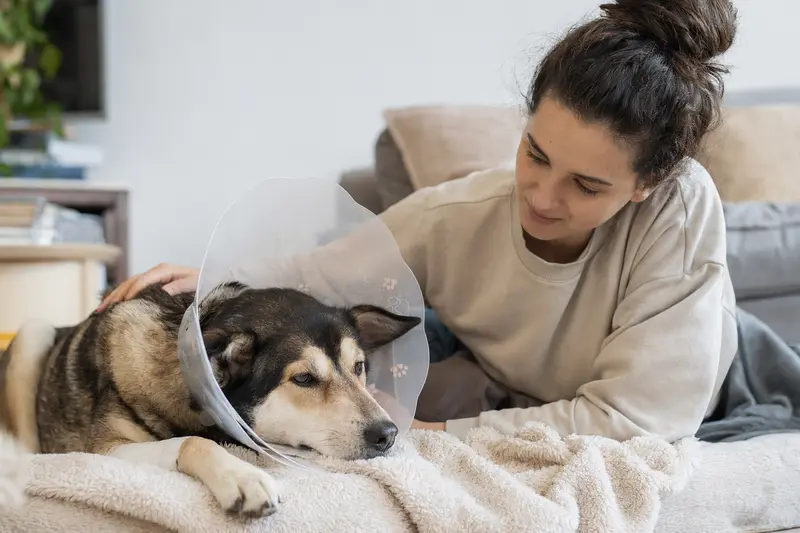 Ein Alaskan Indian Dog entspannt sich mit einem medizinischen Schutzkragen auf einer weichen Decke neben seinem Besitzer nach einem Tierarztbesuch.