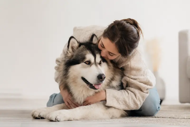 Ein aufmerksamer Alaskan Malamute Hund steht vor einem hellen Hintergrund und zeigt seine typische Fellstruktur.