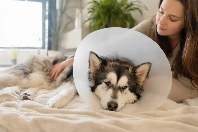 Ein Alaskan Malamute entspannt sich auf einer Decke und trägt einen medizinischen Schutzkragen, während sein Besitzer beruhigend neben ihm sitzt.