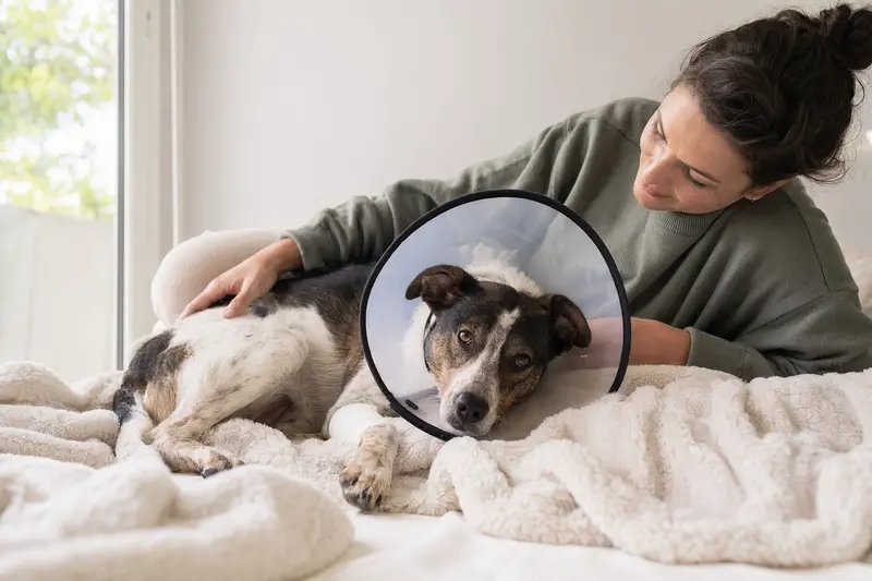 Ein Alaunt Hund ruht friedlich auf einer Decke, während er einen medizinischen Schutzkragen trägt. Sein Besitzer sitzt آرام neben ihm und sorgt für eine beruhigende Atmosphäre.