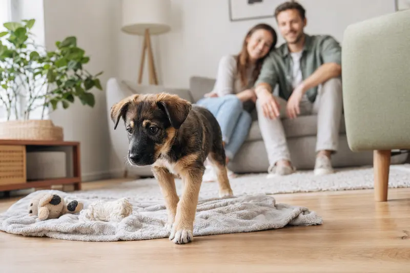 Ein junger Alaunt Welpe erkundet neugierig sein neues Zuhause mit weicher Decke und Spielzeug, während eine liebevolle Familie im Hintergrund zu sehen ist.